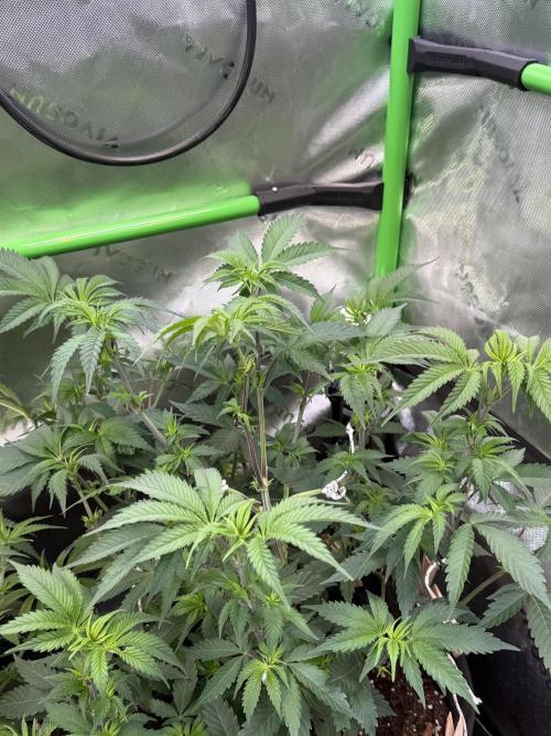 Cosmic Raiser. Week 6