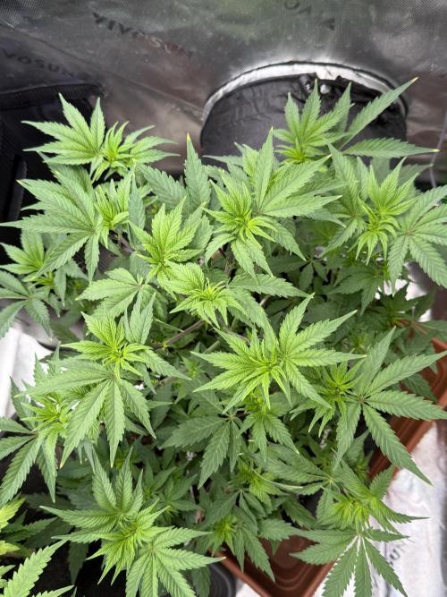 Cosmic Raiser. Week 6