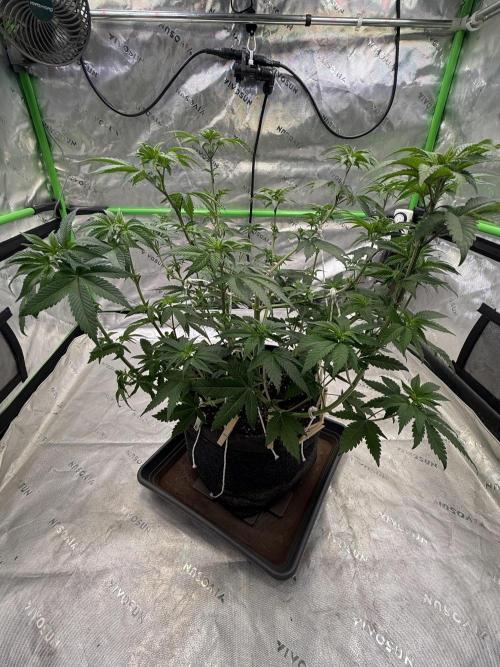 Devils Cookies (SSSC US Strain Cup). Week 6 - 24.4.26 Pheno 1 