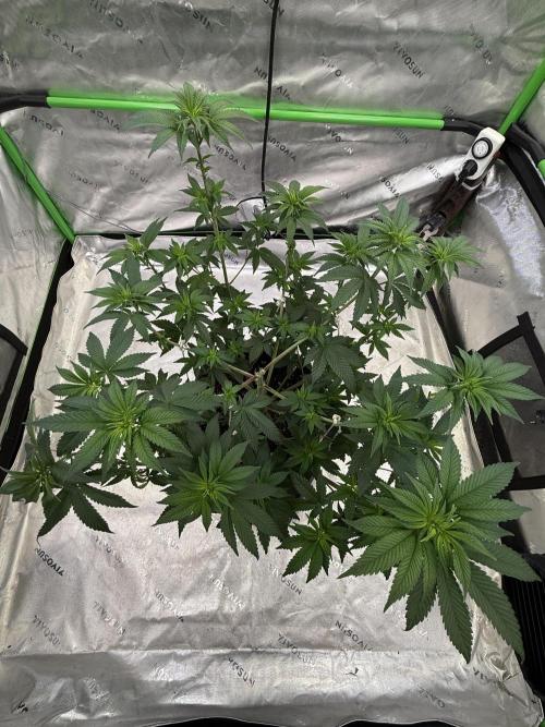 Devils Cookies (SSSC US Strain Cup). Week 6 - 24.4.26 Pheno 1