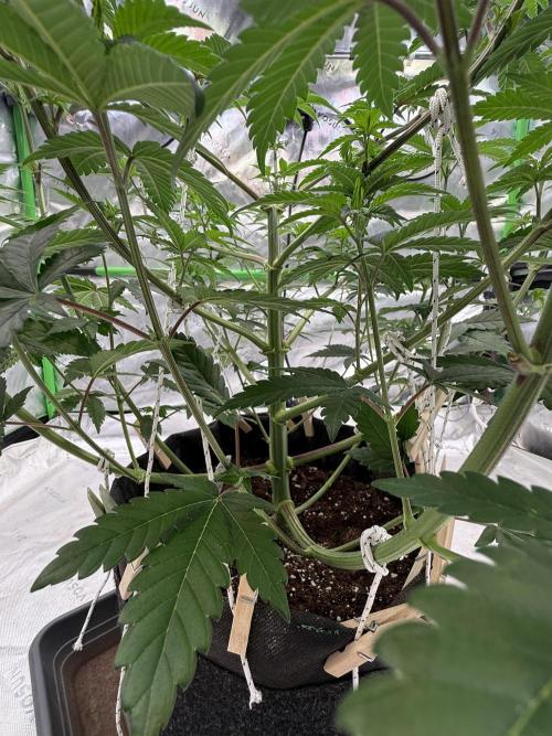 Devils Cookies (SSSC US Strain Cup). Week 6 - 24.4.26 Pheno 1