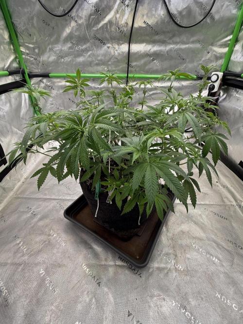 Devils Cookies (SSSC US Strain Cup). Week 6 - 24.4.26 Pheno 2 