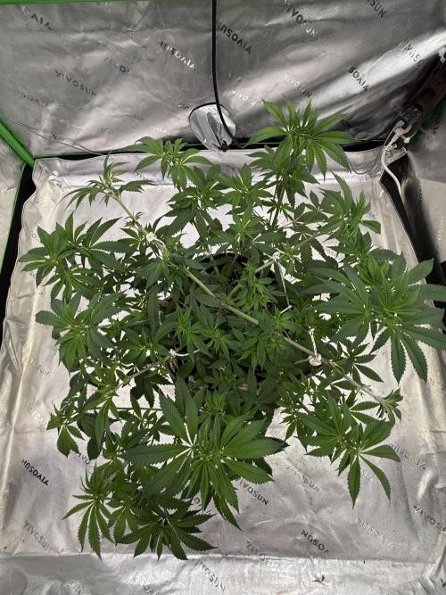 Devils Cookies (SSSC US Strain Cup). Week 6 - 24.4.26 Pheno 2 