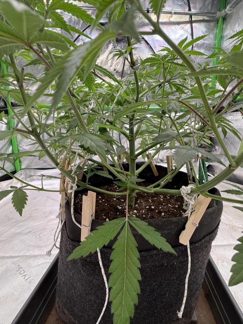 Devils Cookies (SSSC US Strain Cup). Week 6 - 24.4.26 Pheno 2 