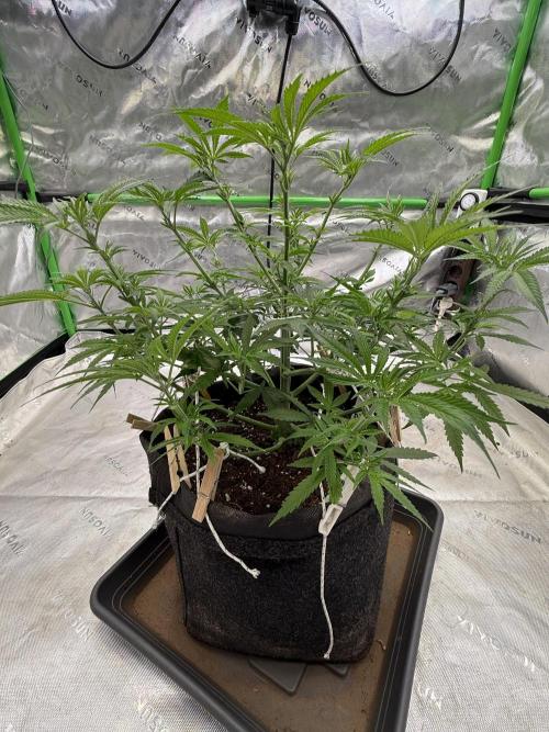 Devils Cookies (SSSC US Strain Cup). Week 6 - 24.4.26 Pheno 3