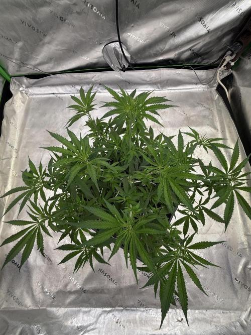 Devils Cookies (SSSC US Strain Cup). Week 6 - 24.4.26 Pheno 3