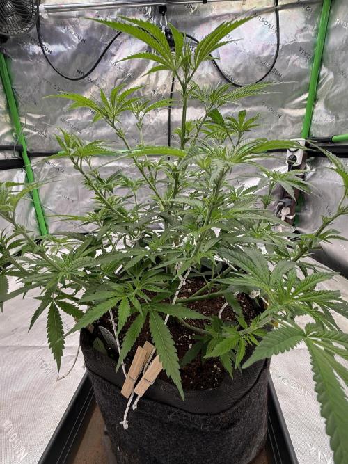 Devils Cookies (SSSC US Strain Cup). Week 6 - 24.4.26 Pheno 3 