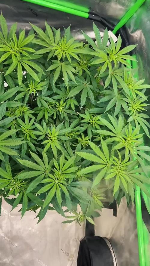 Devils Cookies (SSSC US Strain Cup)