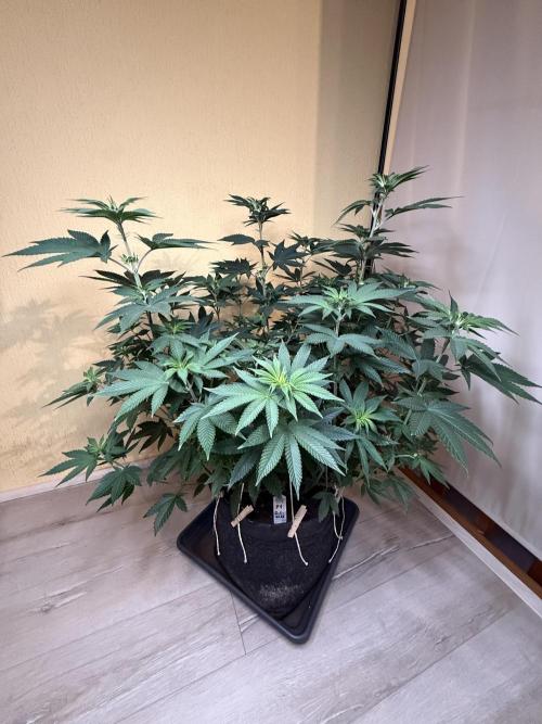Devils Cookies (SSSC US Strain Cup). Week 7 - 3.5.26 Pheno 1