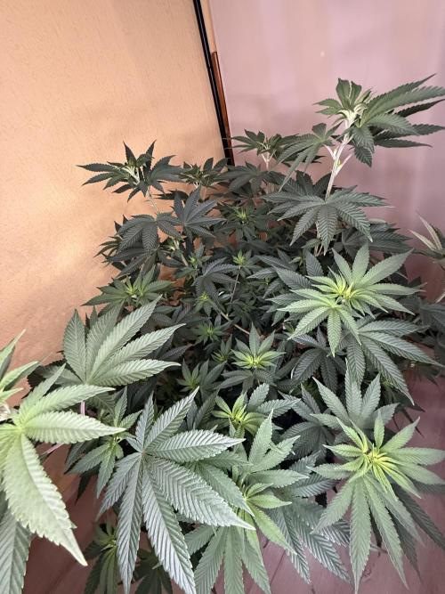 Devils Cookies (SSSC US Strain Cup). Week 7 - 3.5.26 Pheno 1