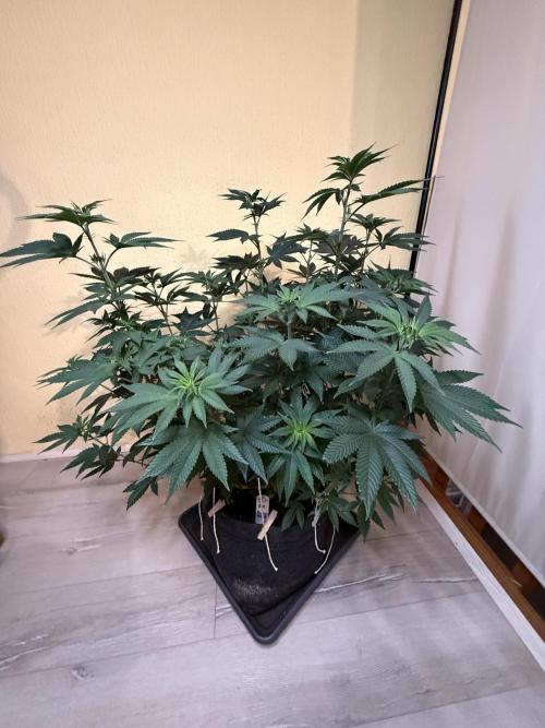 Devils Cookies (SSSC US Strain Cup). Week 7 - 3.5.26 Pheno 1