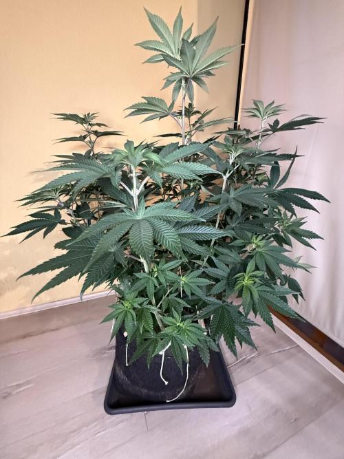 Devils Cookies (SSSC US Strain Cup). Week 7 - 3.5.26 Pheno 1