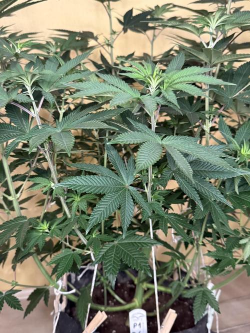 Devils Cookies (SSSC US Strain Cup). Week 7 - 3.5.26 Pheno 1