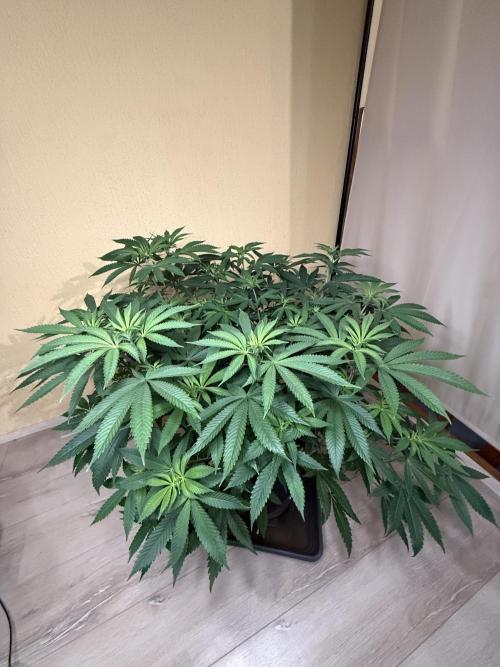 Devils Cookies (SSSC US Strain Cup). Week 7 - 3.5.26 Pheno 2