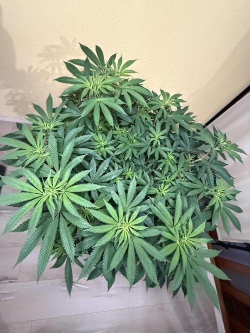 Devils Cookies (SSSC US Strain Cup). Week 7 - 3.5.26 Pheno 2