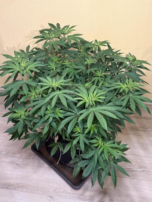 Devils Cookies (SSSC US Strain Cup). Week 7 - 3.5.26 Pheno 2
