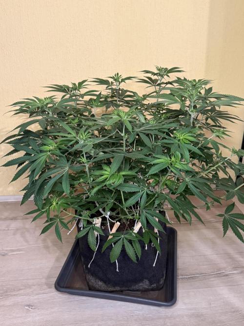 Devils Cookies (SSSC US Strain Cup). Week 7 - 3.5.26 Pheno 2