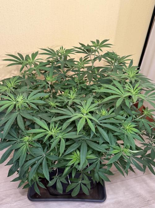 Devils Cookies (SSSC US Strain Cup). Week 7 - 3.5.26 Pheno 2