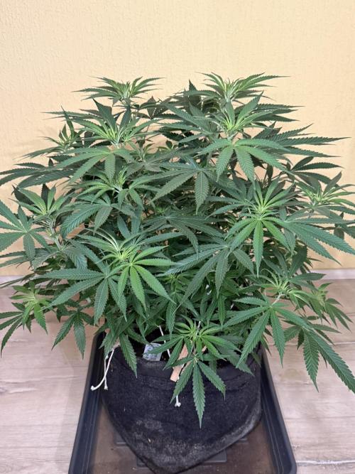 Devils Cookies (SSSC US Strain Cup). Week 7 - 3.5.26 Pheno 3