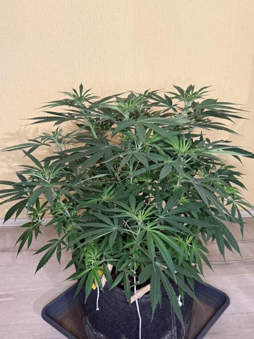 Devils Cookies (SSSC US Strain Cup). Week 7 - 3.5.26 Pheno 3