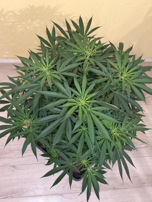 Devils Cookies (SSSC US Strain Cup). Week 7 - 3.5.26 Pheno 3