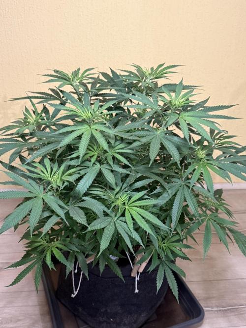Devils Cookies (SSSC US Strain Cup). Week 7 - 3.5.26 Pheno 3