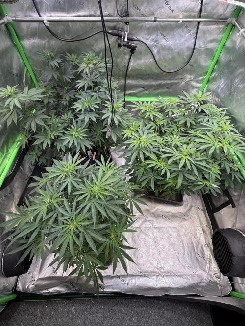 Devils Cookies (SSSC US Strain Cup). Week 7 - 3.5.26 Pheno 1,2,3