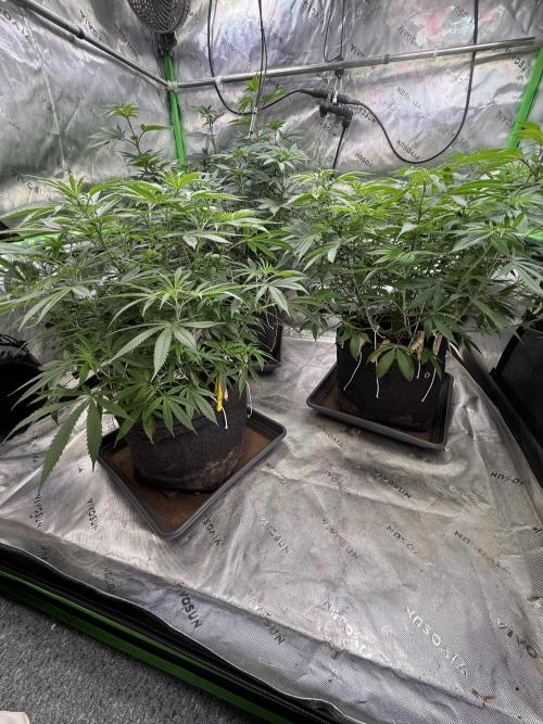 Devils Cookies (SSSC US Strain Cup). Week 7 - 3.5.26 Pheno 1,2,3