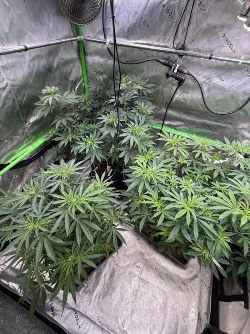 Devils Cookies (SSSC US Strain Cup). Week 7 - 3.5.26 Pheno 1,2,3