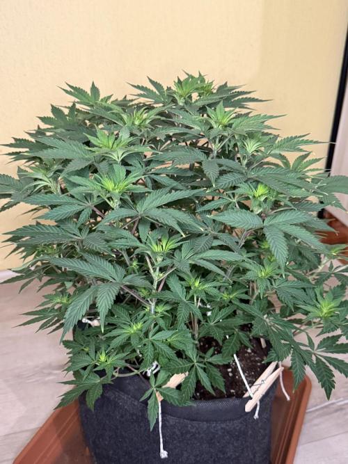 Cosmic Raiser. Week 8