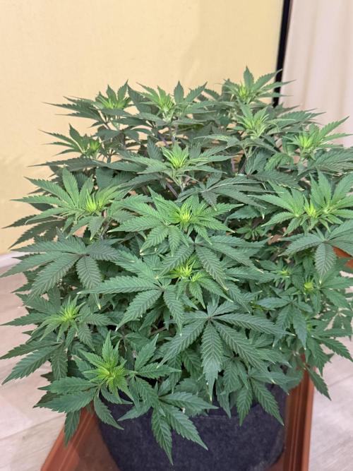 Cosmic Raiser. Week 8