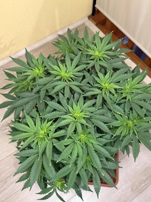 Cosmic Raiser. Week 8