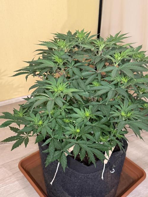 Cosmic Raiser. Week 8