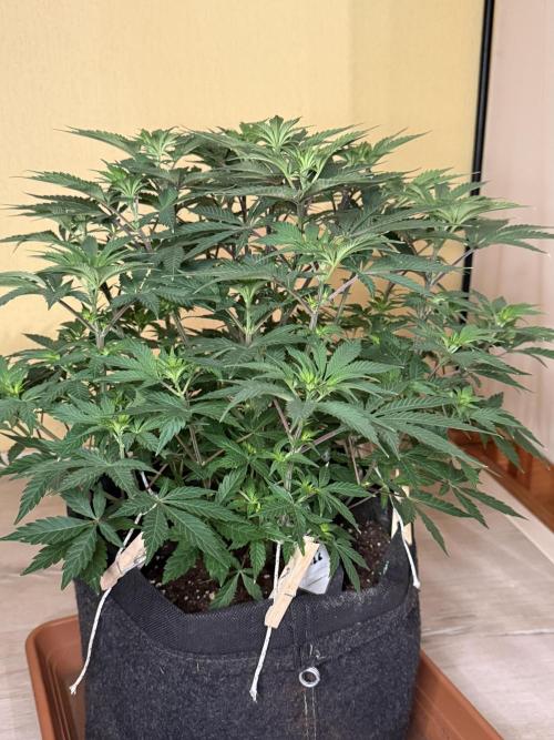 Cosmic Raiser. Week 8