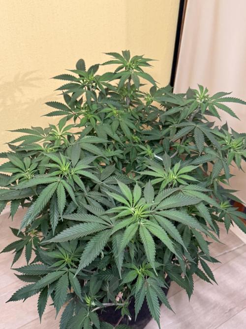 Cosmic Raiser. Week 8