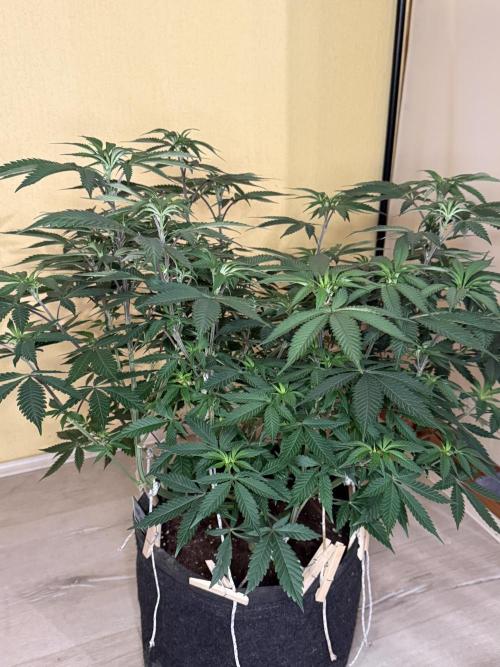 Cosmic Raiser. Week 8