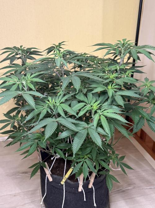 Cosmic Raiser . Week 8