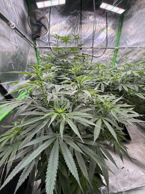 Devils Cookies (SSSC US Strain Cup). Week 8 - 11.5.26 prächtiger Wuchs 