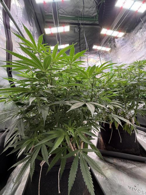 Devils Cookies (SSSC US Strain Cup). Week 8 - 11.5.26 Zeit mal wieder aufzuräumen 