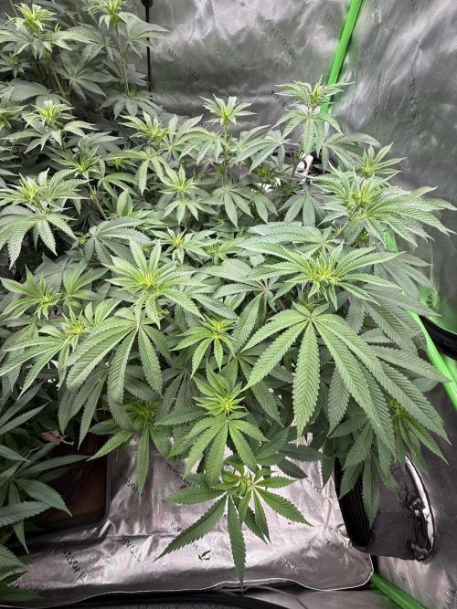 Devils Cookies (SSSC US Strain Cup). Week 8 - 11.526 schönes grün 