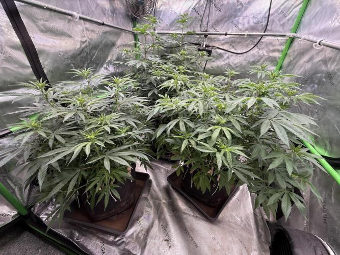 Devils Cookies (SSSC US Strain Cup). Week 8 - 11.5.26 