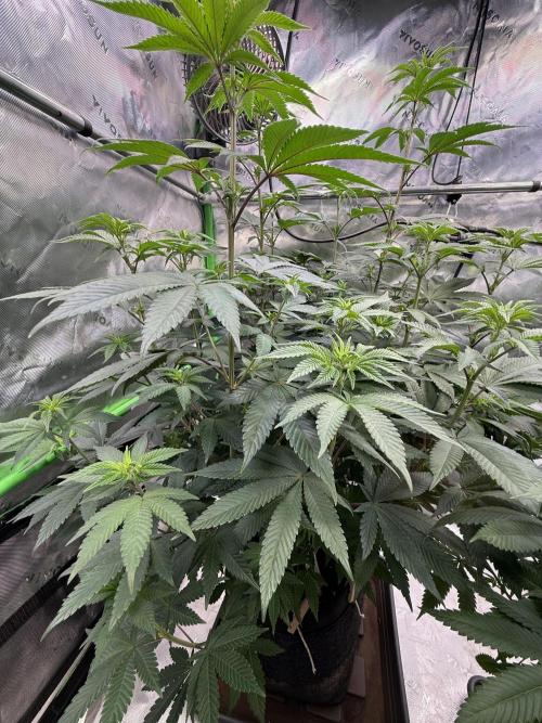 Devils Cookies (SSSC US Strain Cup). Week 8 - 11.5.26