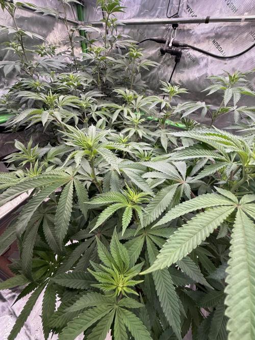 Devils Cookies (SSSC US Strain Cup). Week 8 - 11.5.26