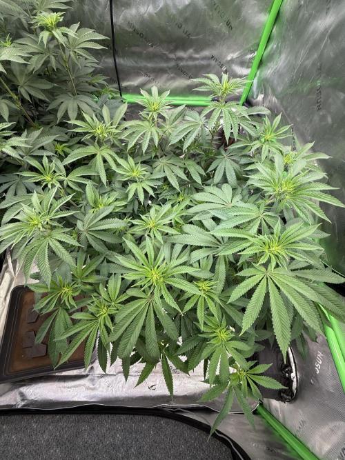 Devils Cookies (SSSC US Strain Cup). Week 8 - 11.5.26 für mich der perfekte Wuchs 