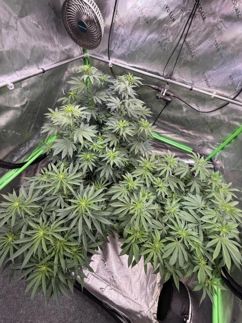 Devils Cookies (SSSC US Strain Cup). Week 8 - 11.5.26 alle 3 zeigen leichte Unterschiede 