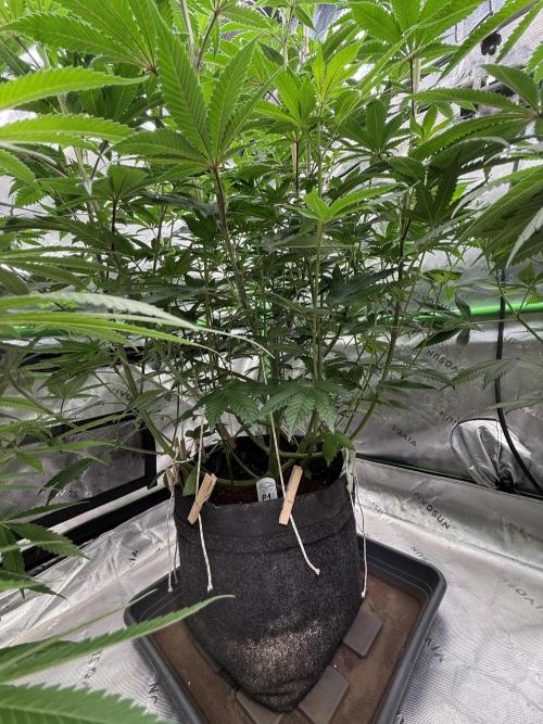 Devils Cookies (SSSC US Strain Cup). Week 8 - 11.5.26 