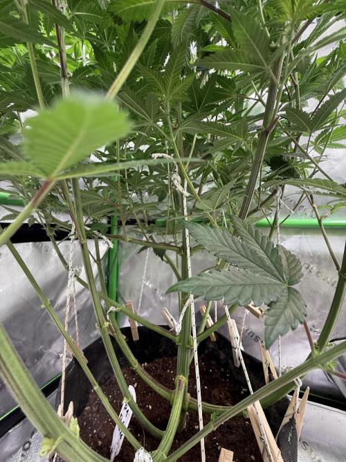 Devils Cookies (SSSC US Strain Cup). Week 8 - 11.5.26 vorzeitiger Kahlschlag 