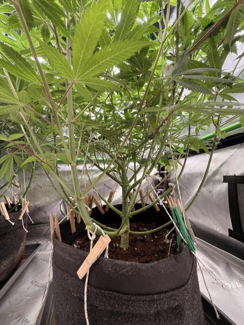 Devils Cookies (SSSC US Strain Cup). Week 8 - 11.5.26 stabiler Aufbau 