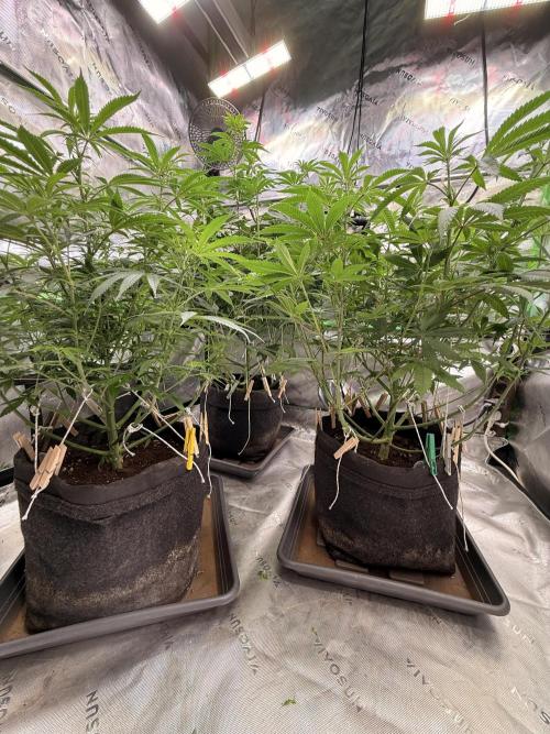 Devils Cookies (SSSC US Strain Cup). Week 8 - 11.5.26 fertig mit defoliaten