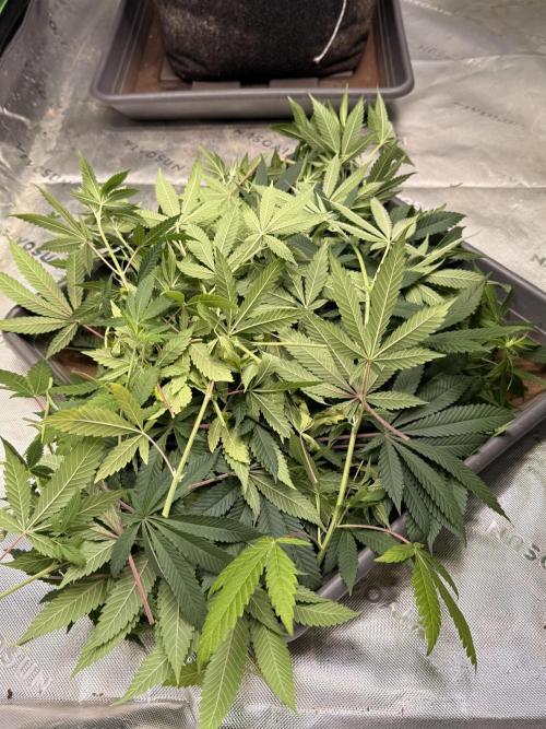 Devils Cookies (SSSC US Strain Cup). Week 8 - 11.5.26 die Ausbeute 